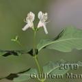 Family - Caprifoliaceae