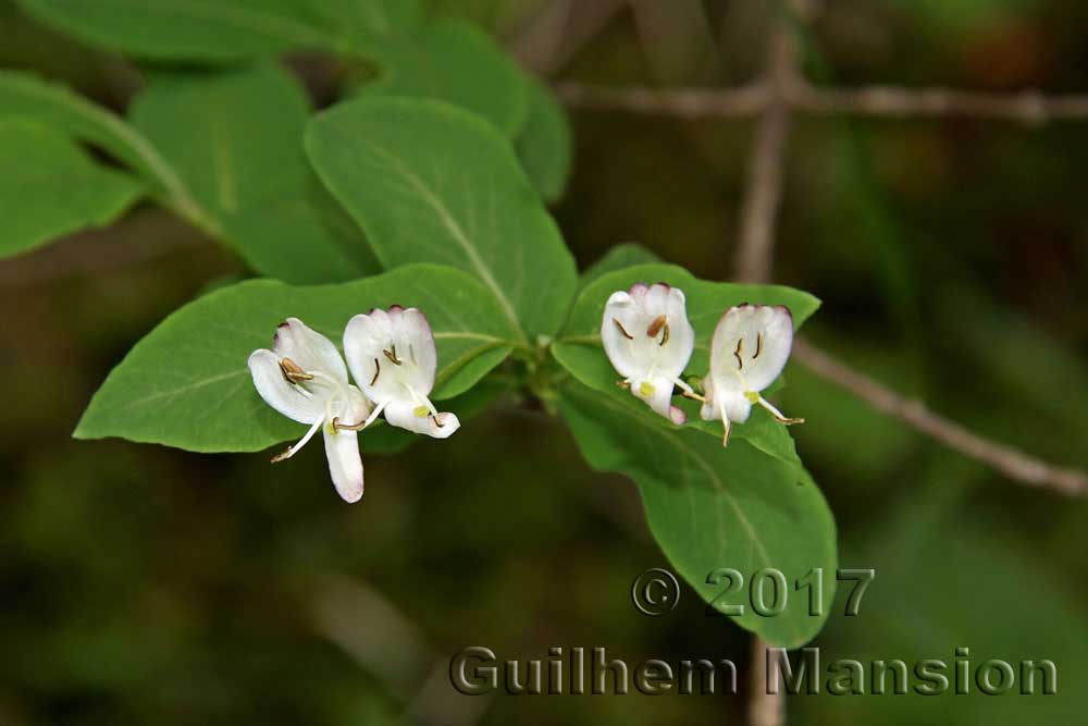 Lonicera nigra