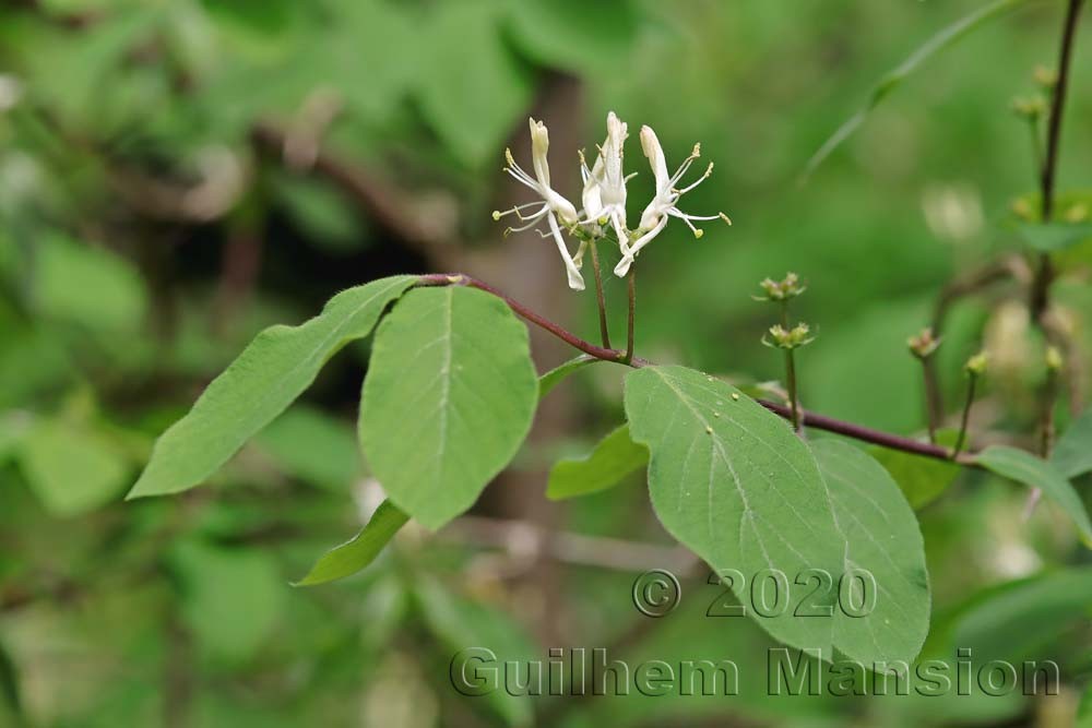 Lonicera xylosteum