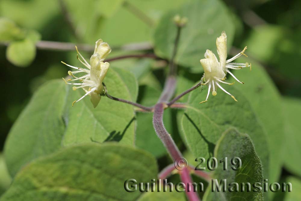 Lonicera xylosteum