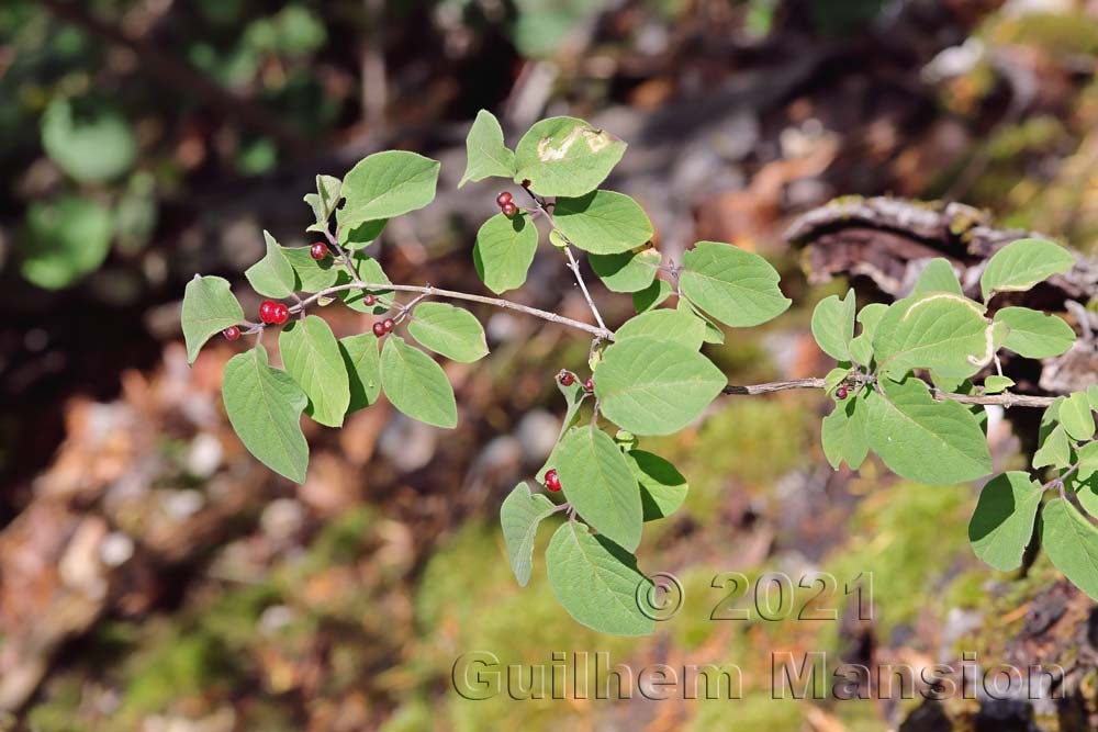 Lonicera xylosteum