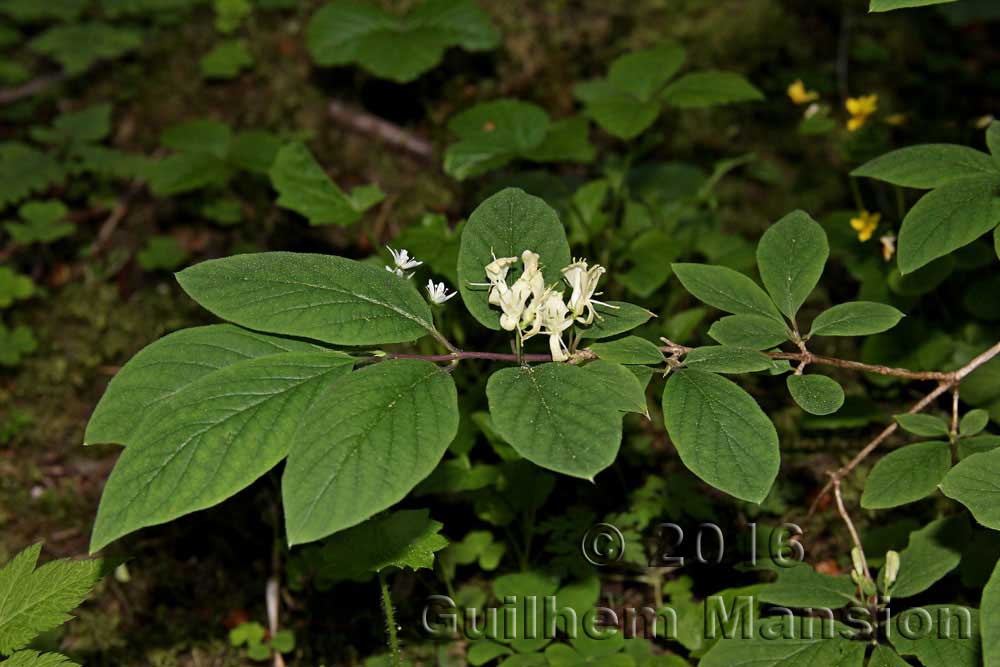 Lonicers xylosteum