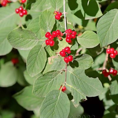 Lonicera xylosteum