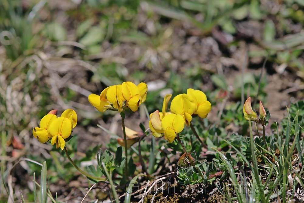 Lotus alpinus