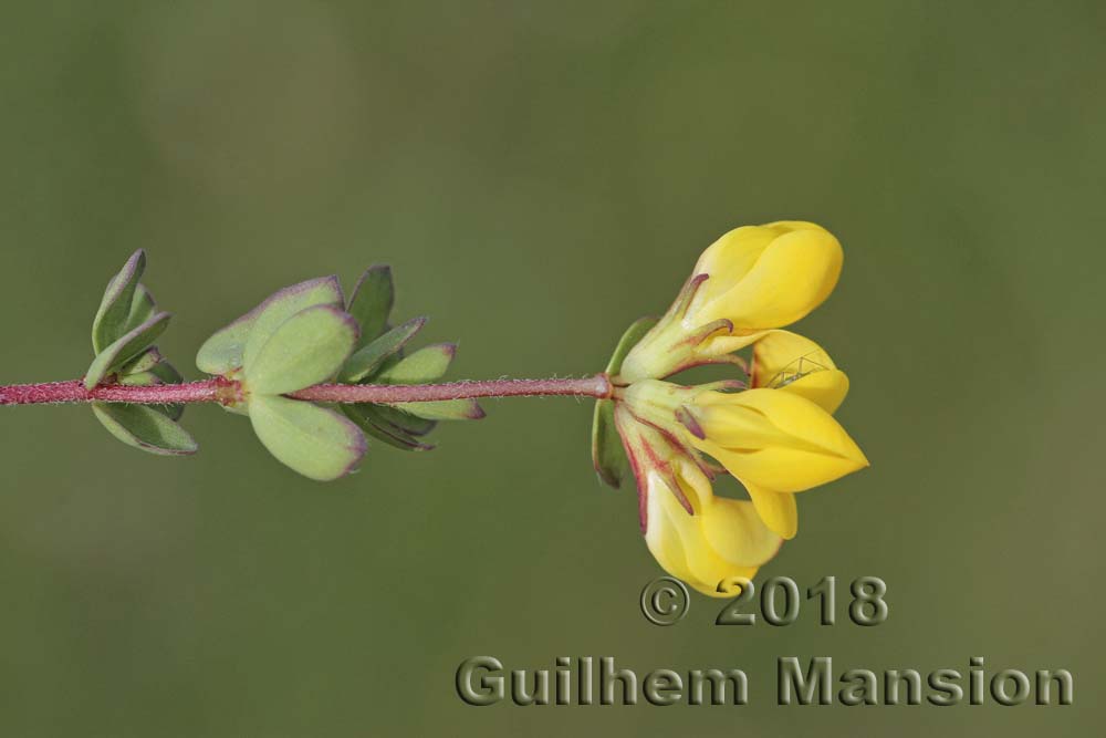 Lotus alpinus