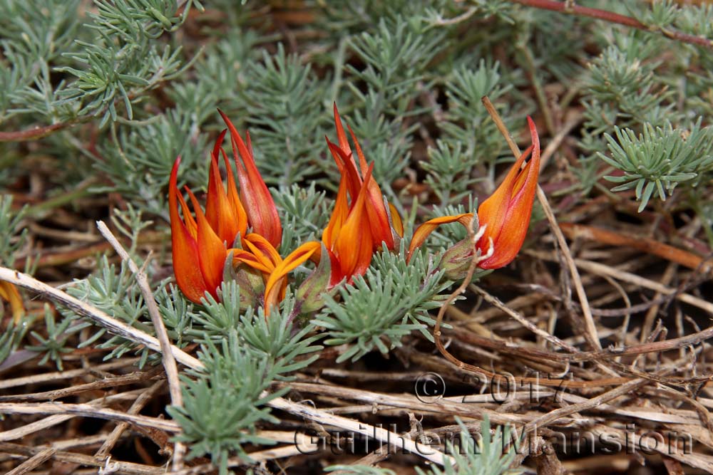 Lotus berthelotii