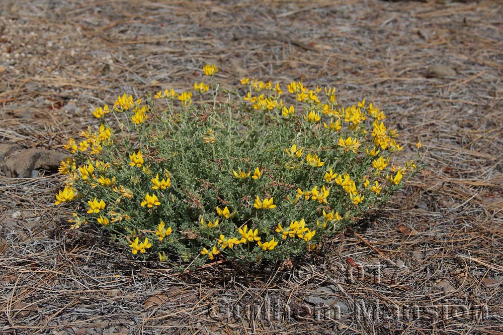 Lotus campylocladus