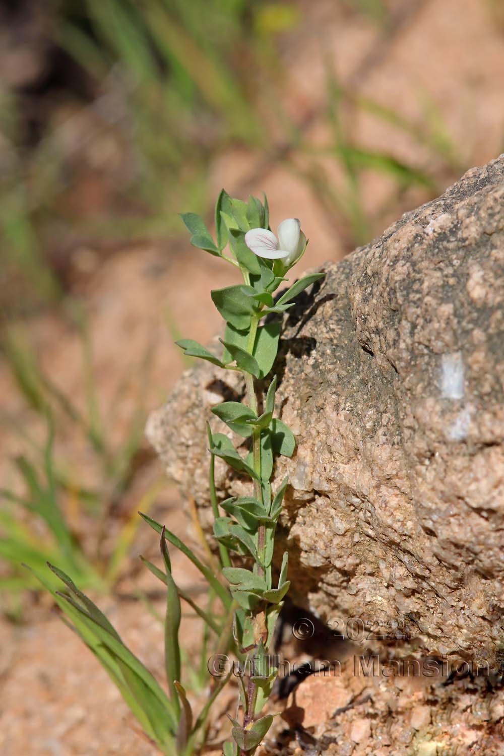 Lotus conimbricensis