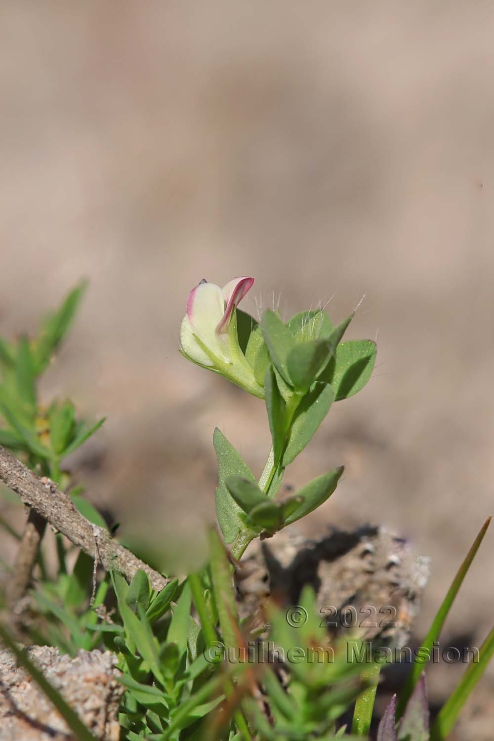 Lotus conimbricensis