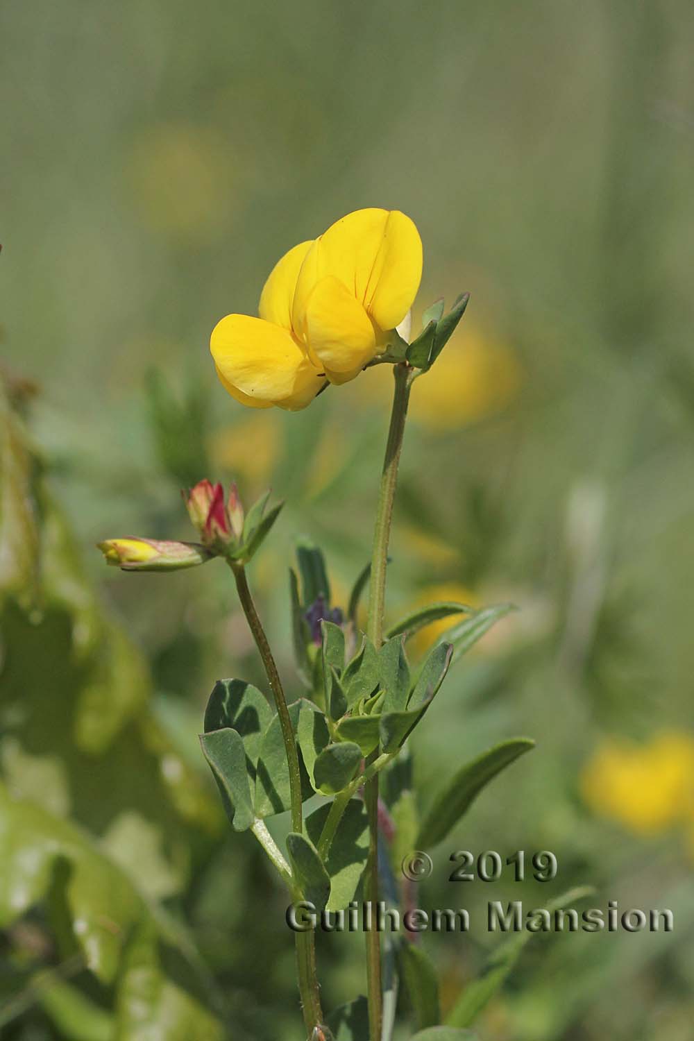 Lotus corniculatus