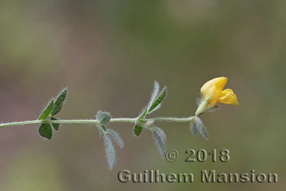 Lotus corniculatus (subsp. hirsutus)