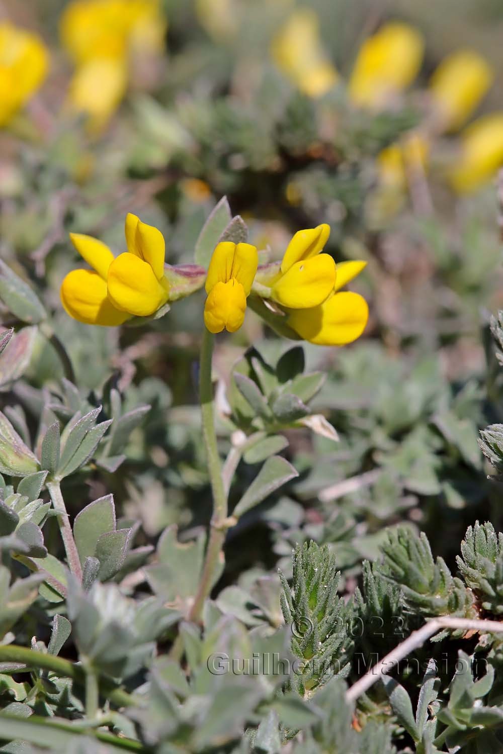 Lotus cytisoides