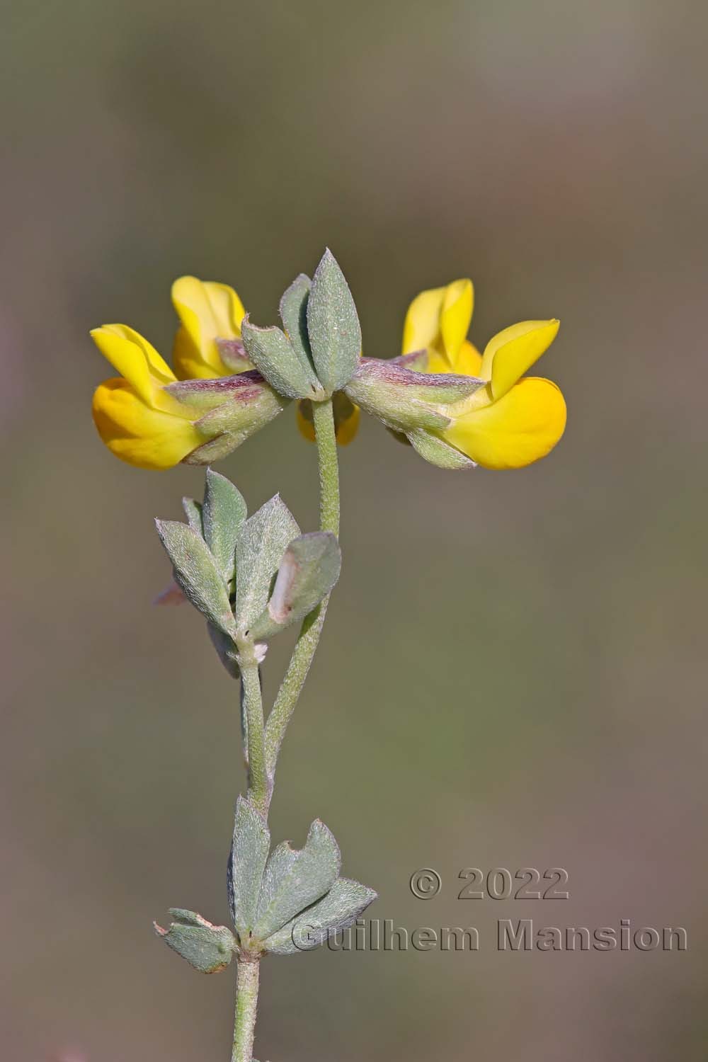 Lotus cytisoides