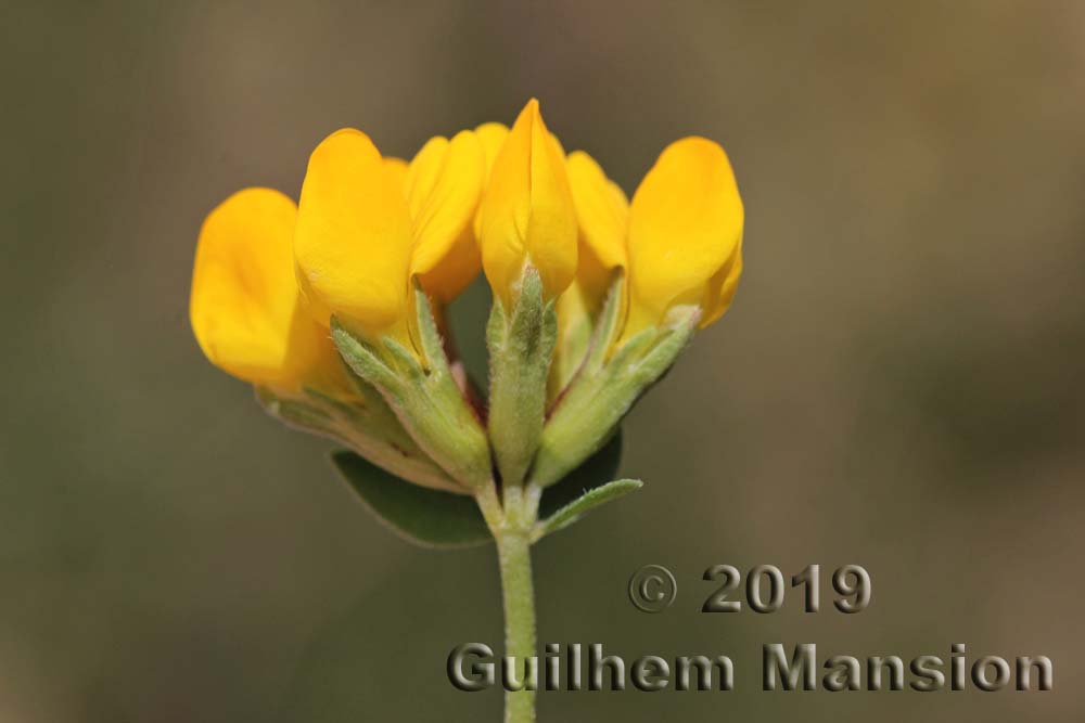 Lotus cytisoides