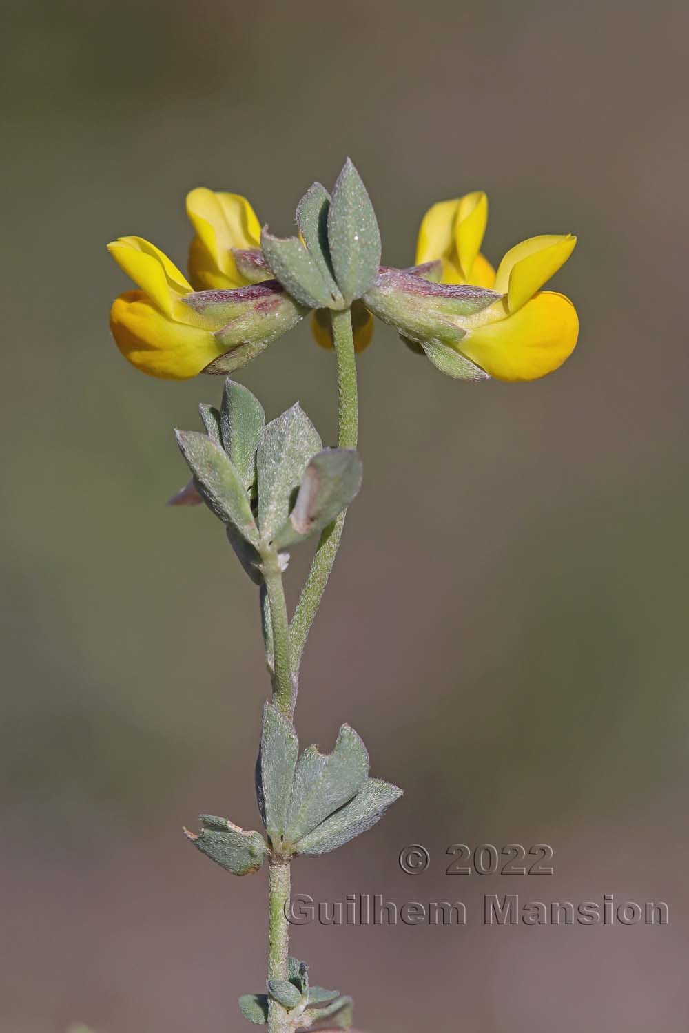 Lotus cytisoides