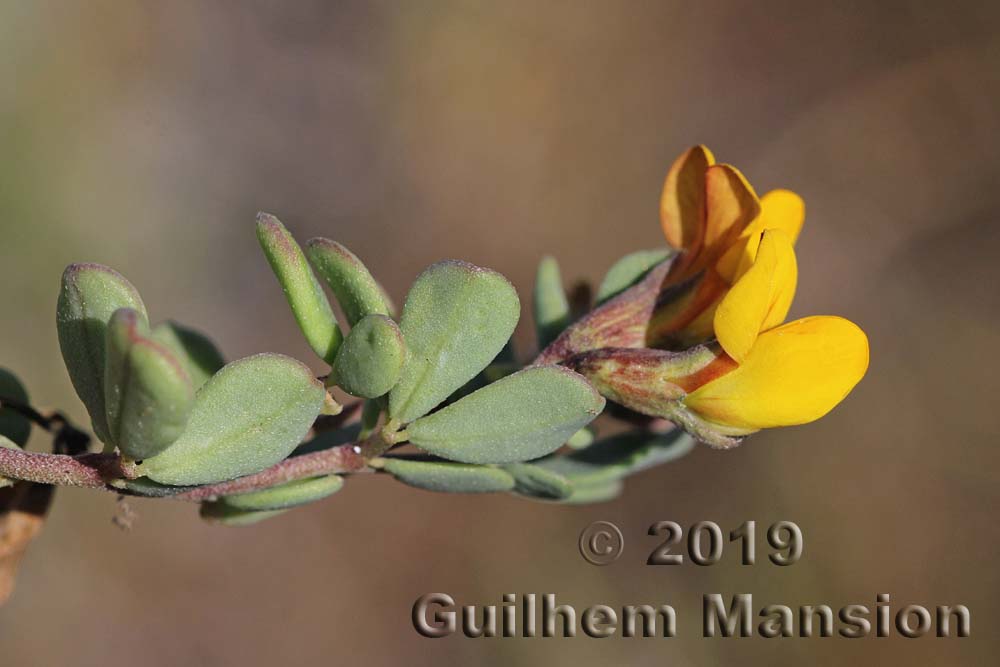 Lotus cytisoides