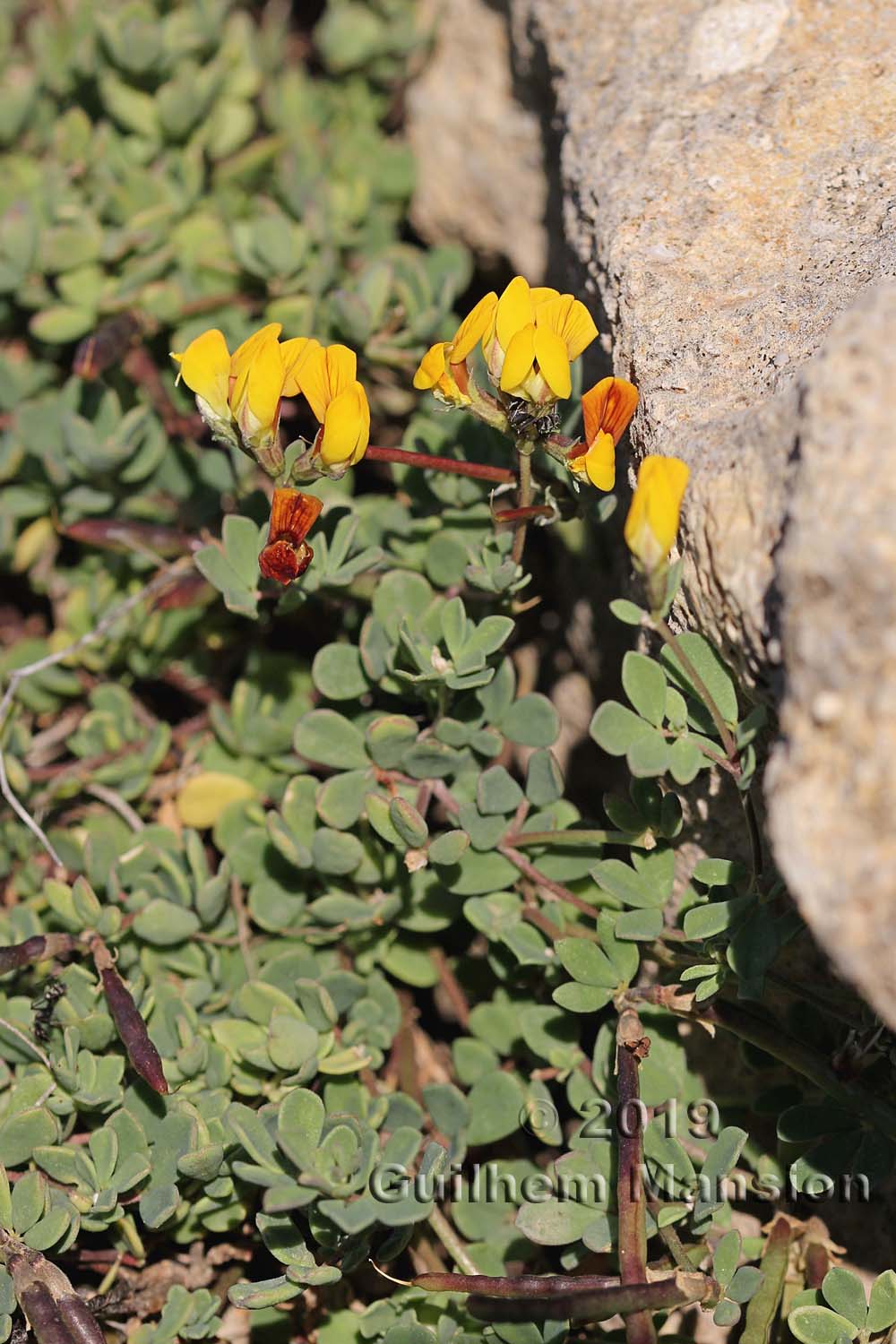 Lotus cytisoides