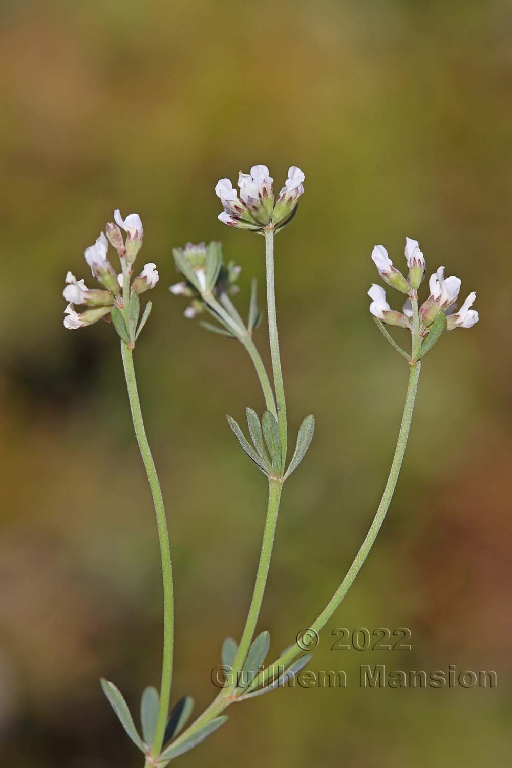 Lotus dorycnium