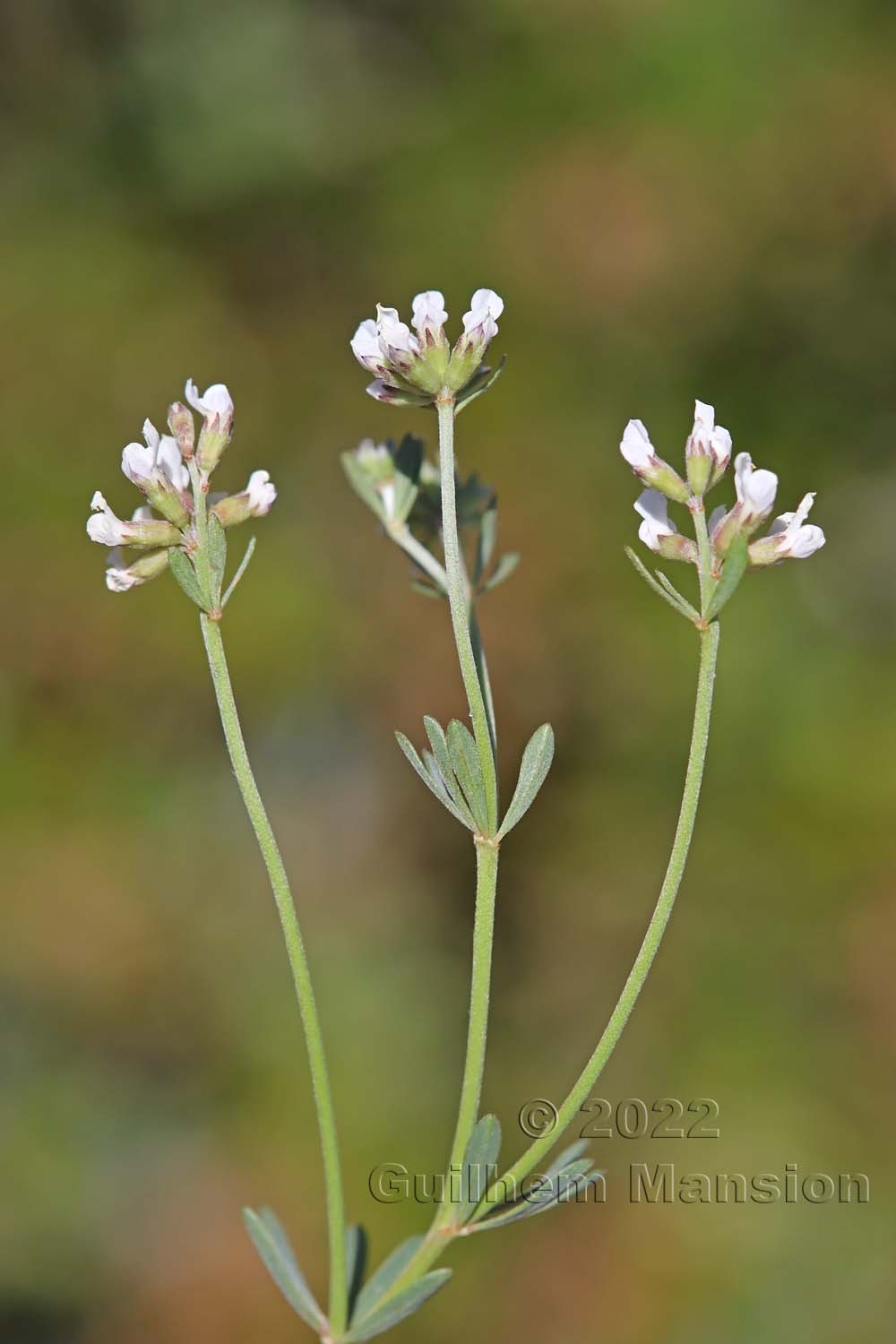 Lotus dorycnium