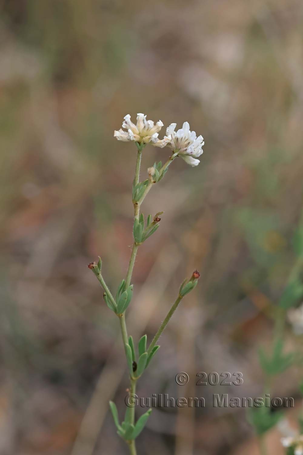 Lotus dorycnium