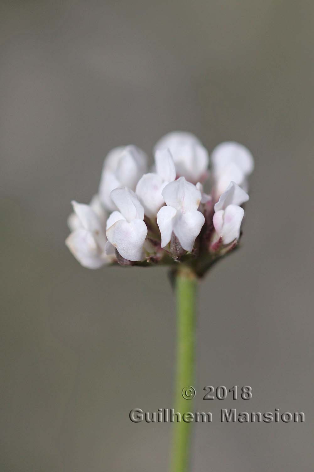 Lotus dorycnium