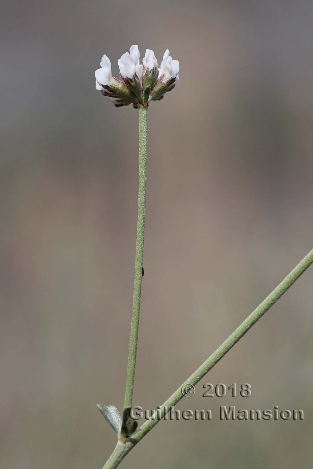 Lotus dorycnium