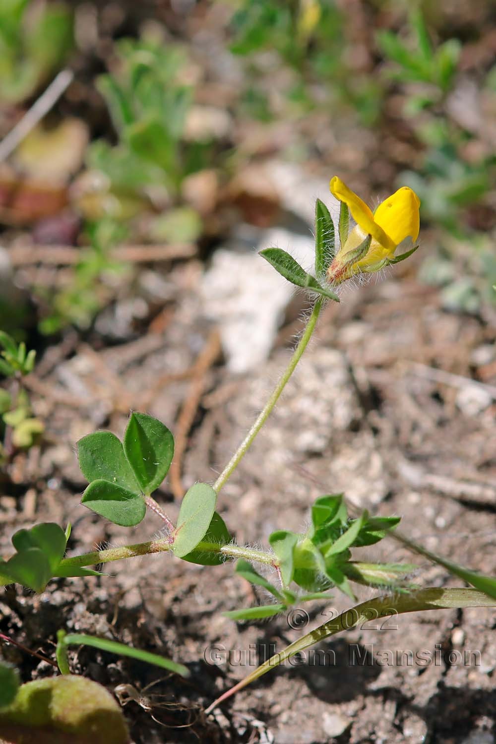 Lotus edulis