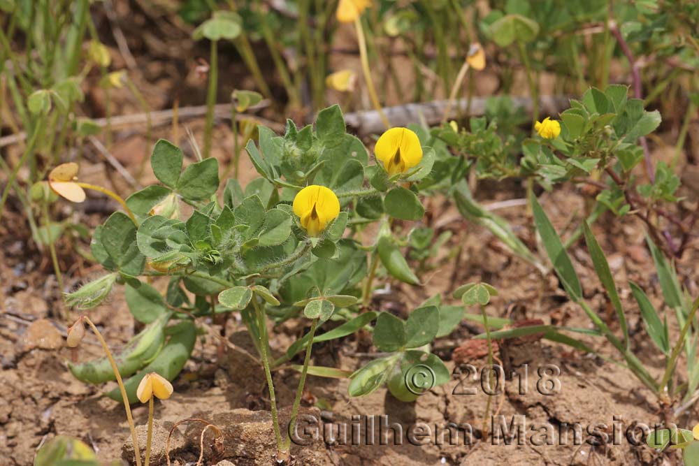 Lotus edulis