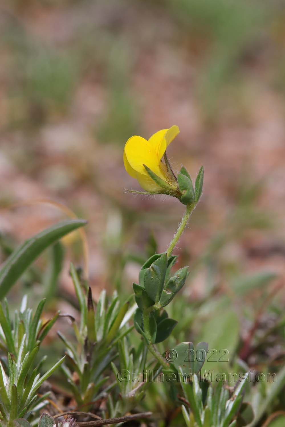 Lotus edulis