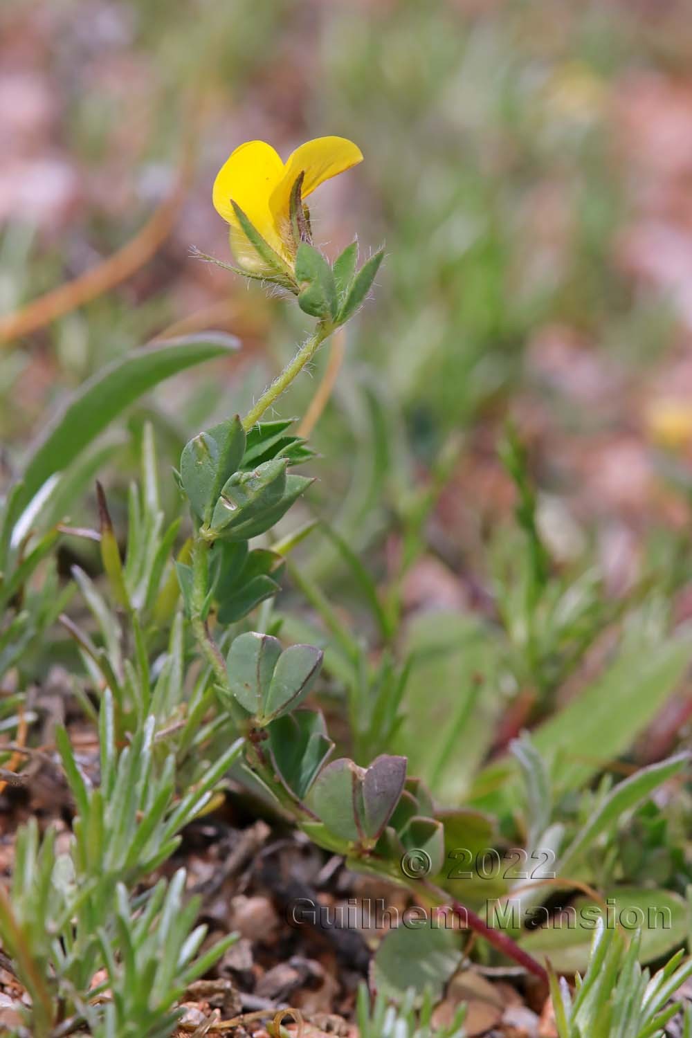 Lotus edulis