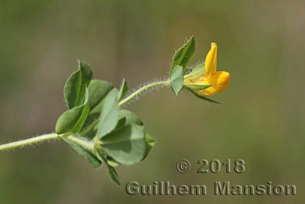 Lotus edulis