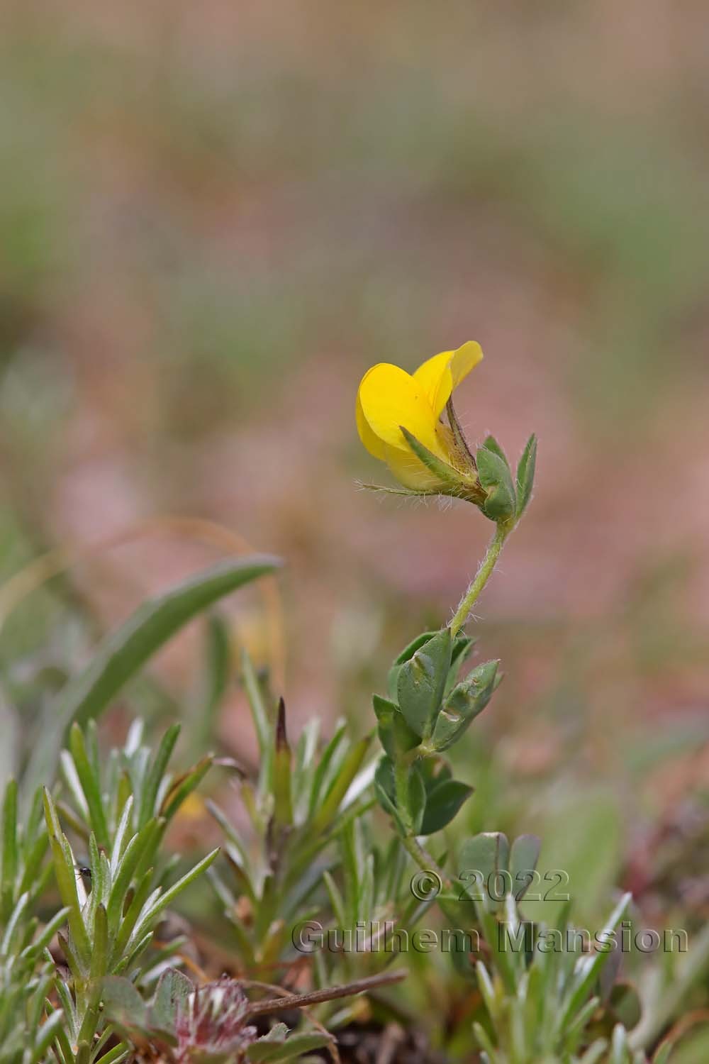 Lotus edulis