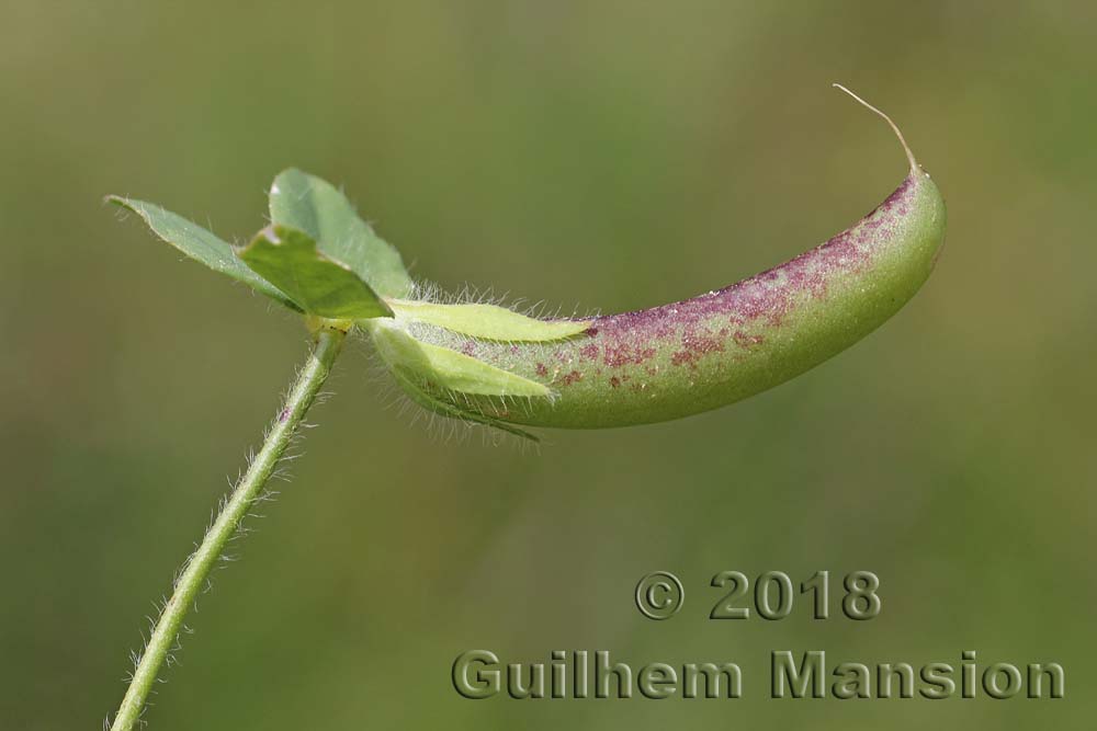 Lotus edulis