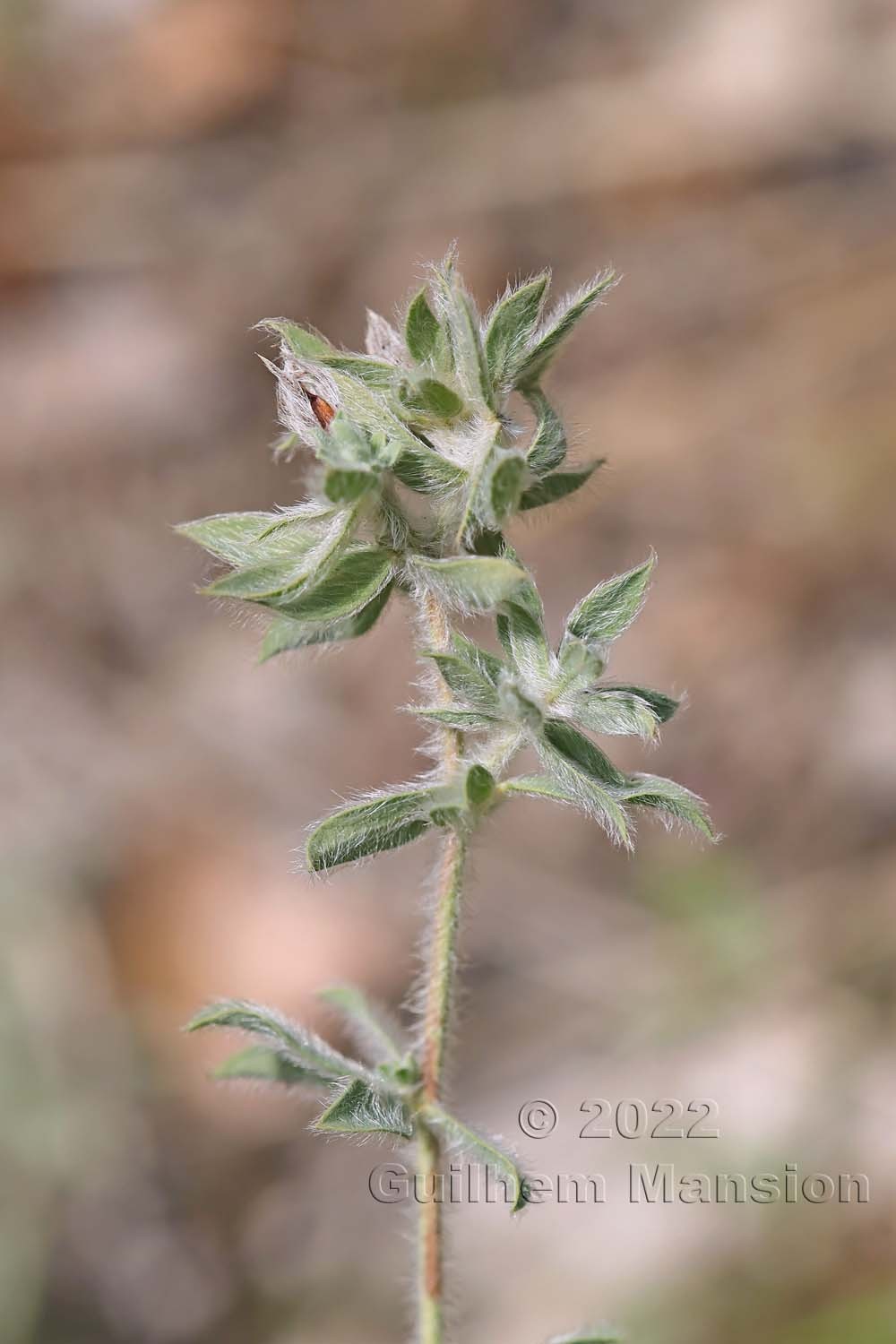 Lotus hirsutus