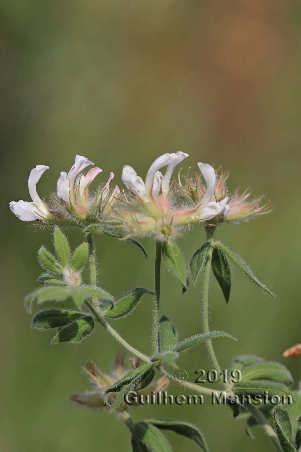 Lotus hirsutus