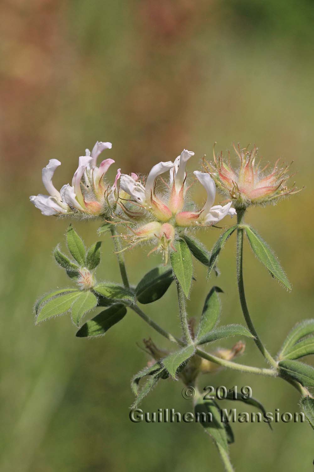 Lotus hirsutus