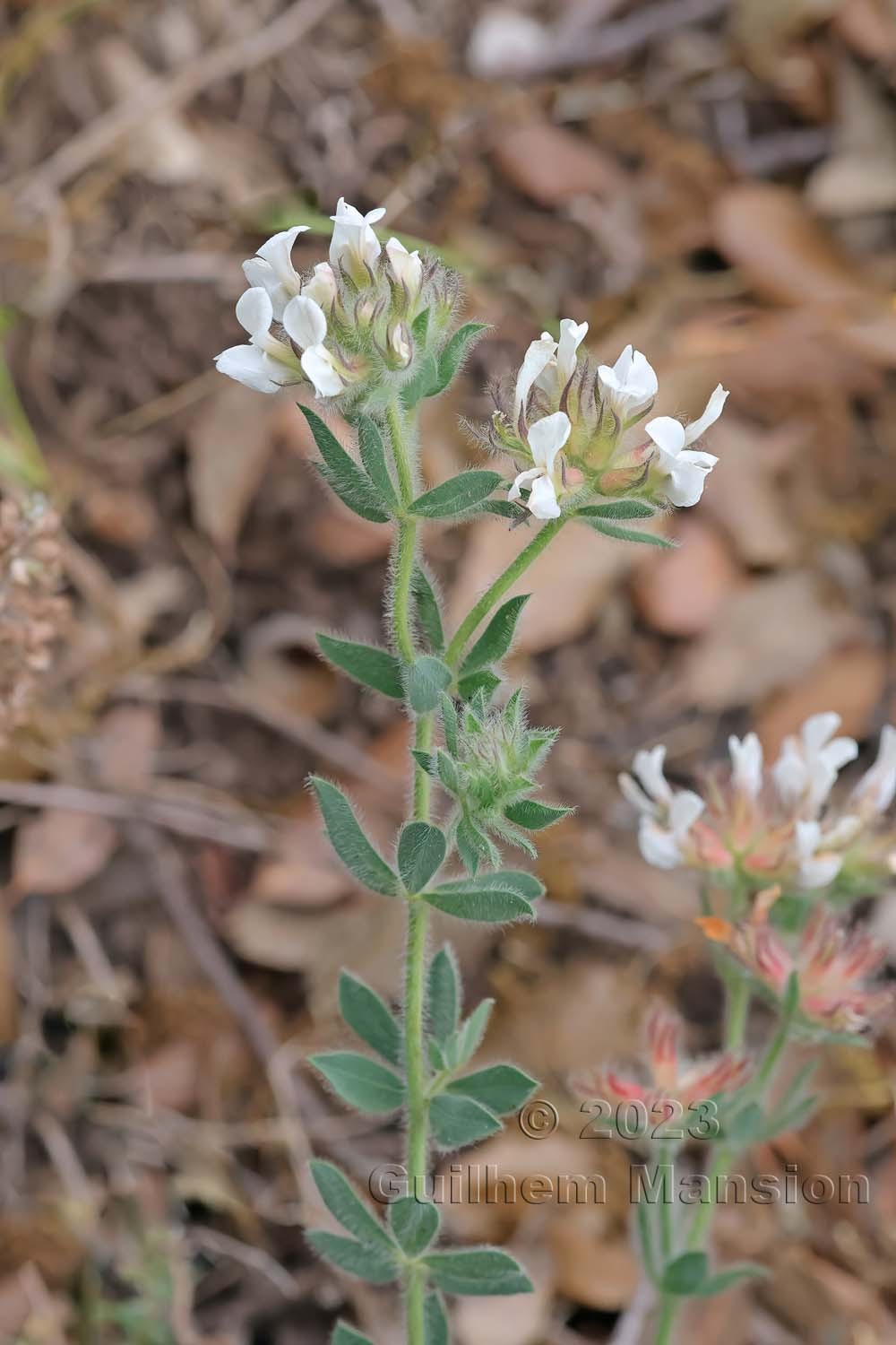 Lotus hirsutus