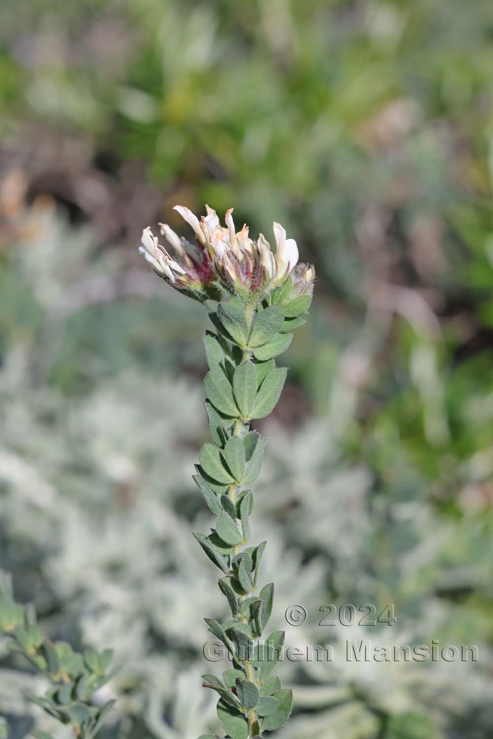 Lotus hirsutus