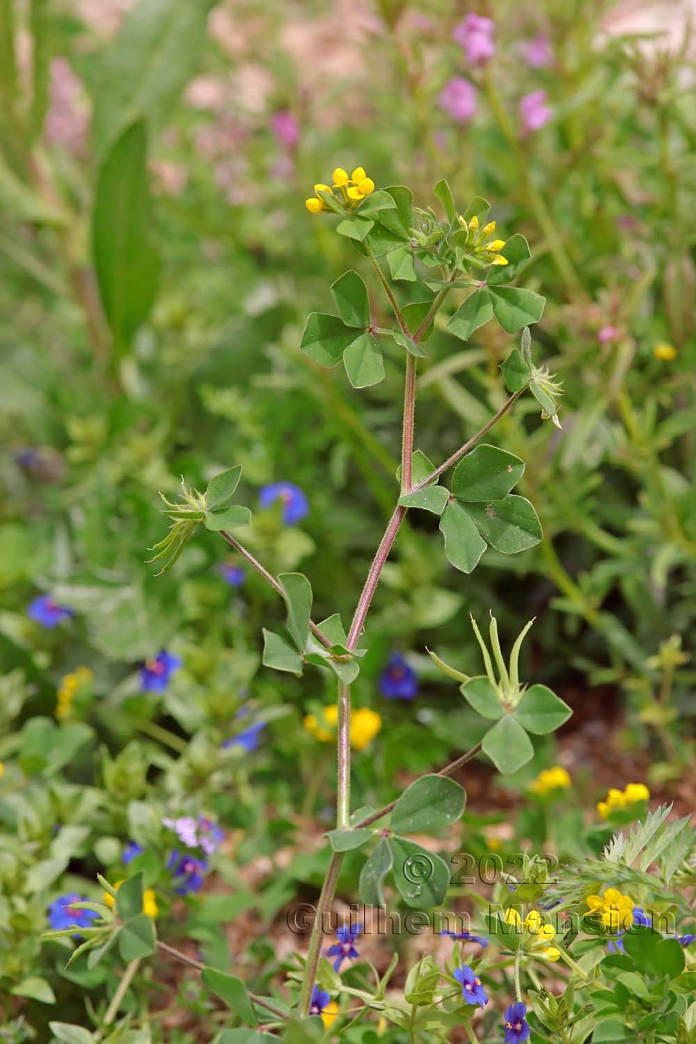 Lotus ornithopodioides