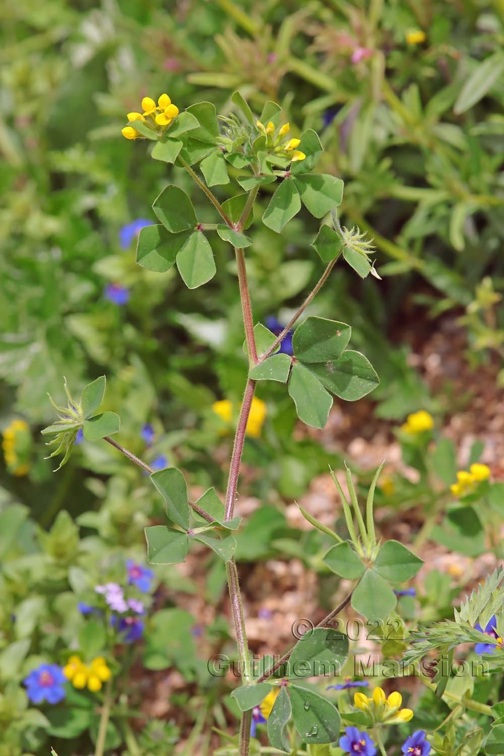 Lotus ornithopodioides