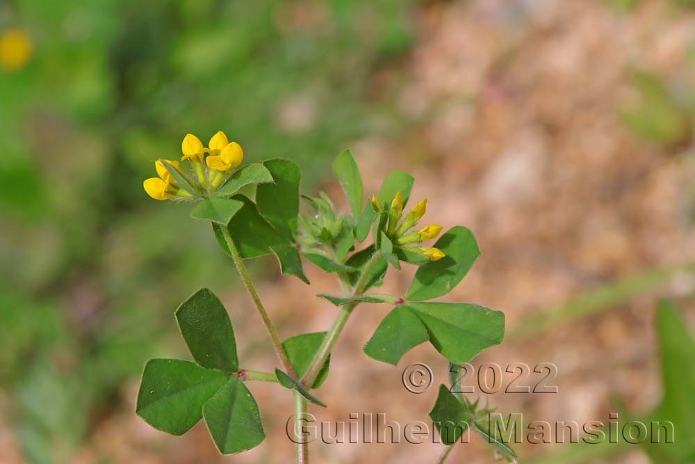 Lotus ornithopodioides