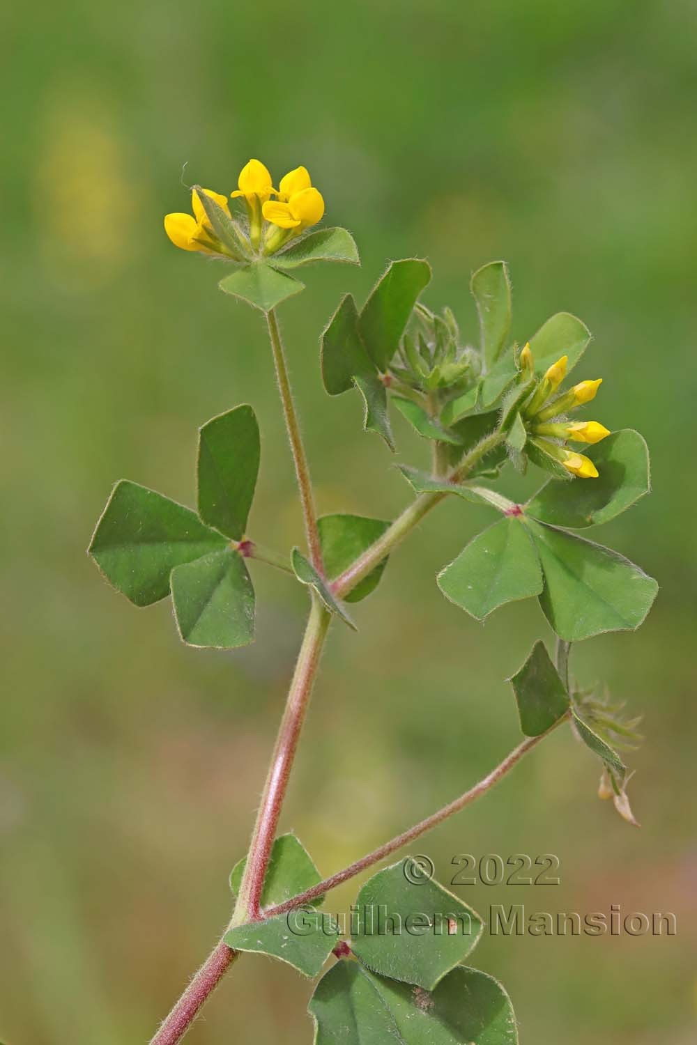 Lotus ornithopodioides