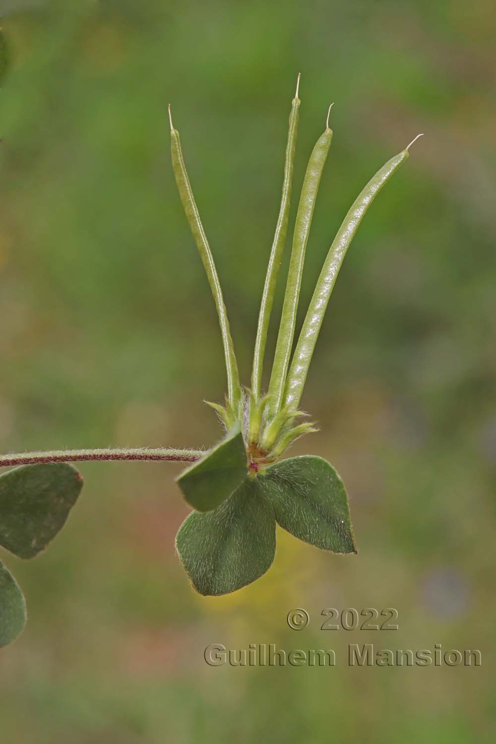 Lotus ornithopodioides