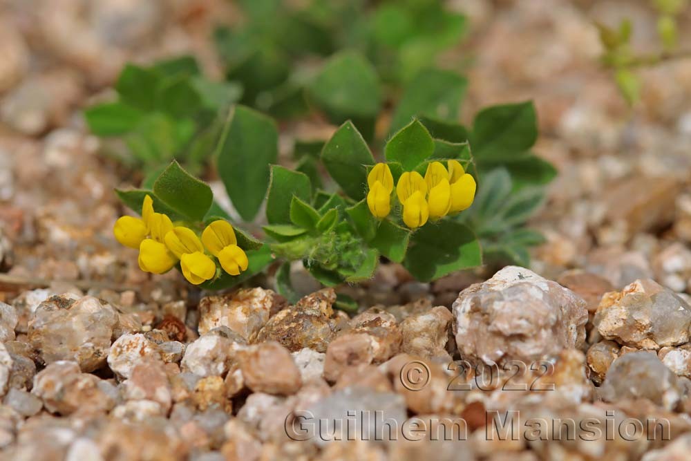 Lotus ornithopodioides