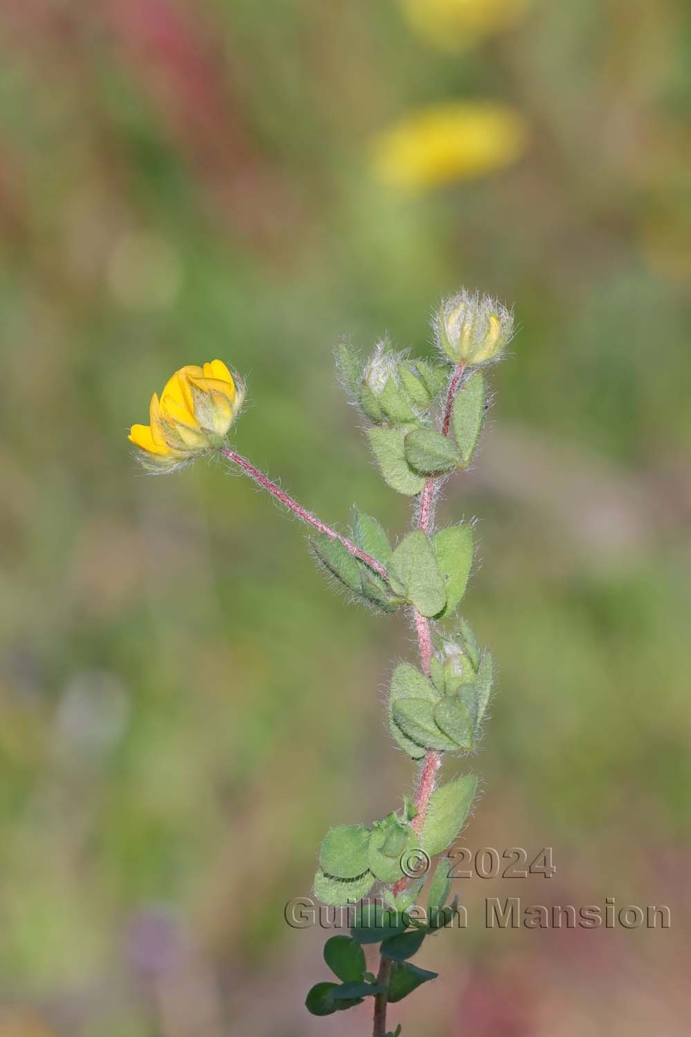 Lotus parviflorus