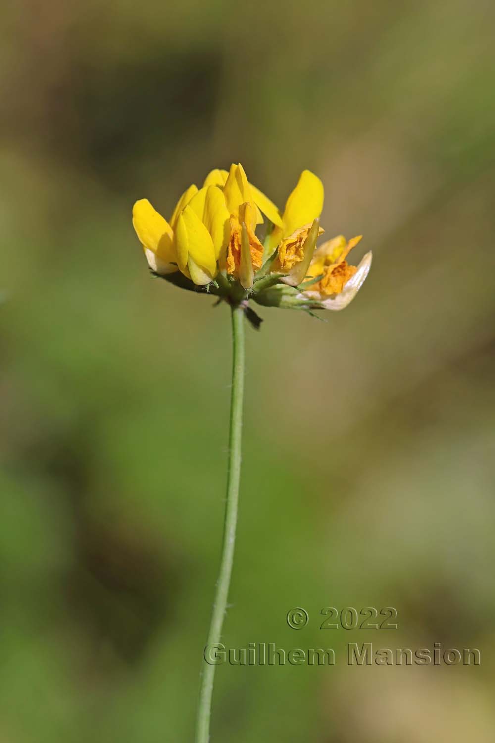 Lotus pedunculatus