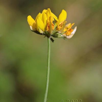 Lotus pedunculatus