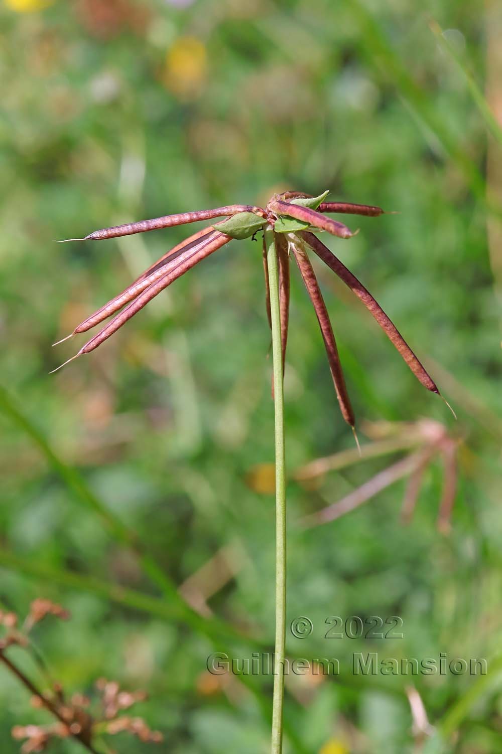 Lotus pedunculatus