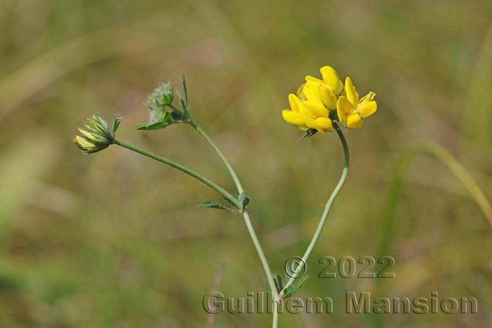 Lotus pedunculatus