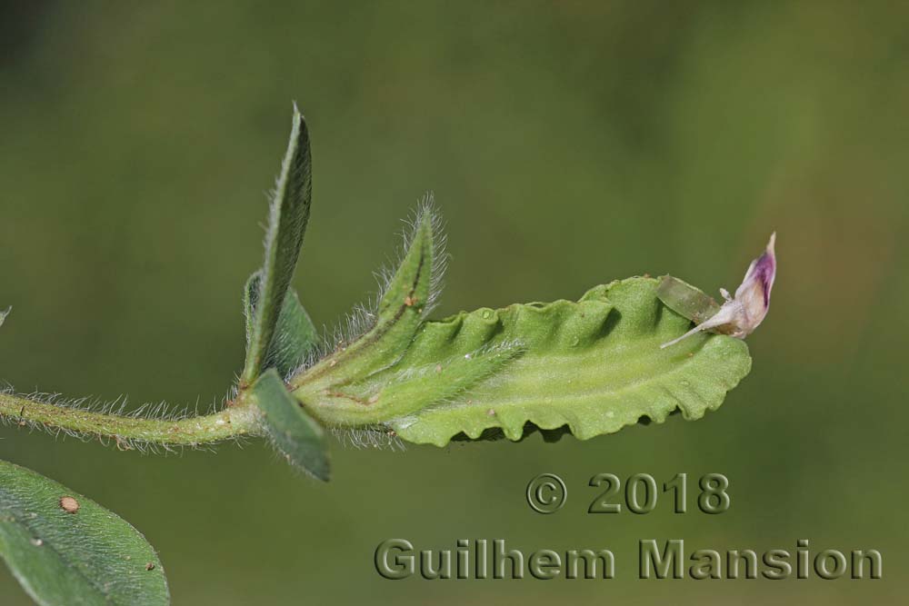 Lotus tetragonolobus